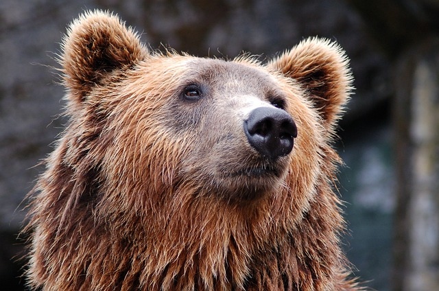 Bear in Canada