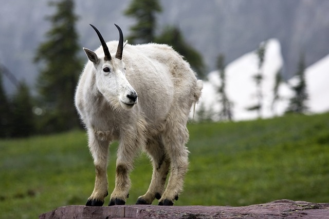 Mountain Goat in Canada