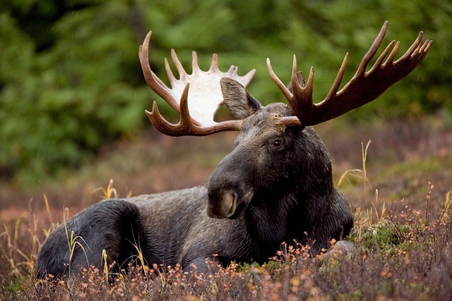 Moose in Canada