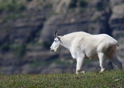 Mountain goat in the wild