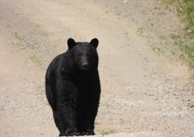 Bear in the wild