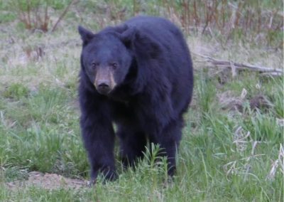 Bear in wild